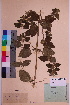  ( - TROM_V_115616_sg)  @11 [ ] CreativeCommons - Attribution Non-Commercial Share-Alike (2018) Unspecified Tromsø University Museum