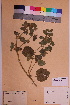  (Ballota nigra ssp. ruderalis - TROM_V_115621_sg)  @11 [ ] CreativeCommons - Attribution Non-Commercial Share-Alike (2018) Unspecified Tromsø University Museum