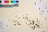  ( - TROM_V_115793_sg)  @11 [ ] CreativeCommons - Attribution Non-Commercial Share-Alike (2016) Unspecified Tromso University Museum