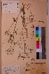  ( - TROM_V_11665_sg)  @11 [ ] CreativeCommons - Attribution Non-Commercial Share-Alike (2018) Unspecified Tromsø University Museum