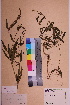  ( - TROM_V_121034_sg)  @11 [ ] CreativeCommons - Attribution Non-Commercial Share-Alike (2018) Unspecified Tromsø University Museum