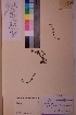  ( - TROM_V_12242_sg)  @11 [ ] CreativeCommons - Attribution Non-Commercial Share-Alike (2018) Unspecified Tromsø University Museum