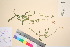  (Atriplex nudicaulis - TROM_V_126499_sg)  @11 [ ] CreativeCommons - Attribution Non-Commercial Share-Alike (2016) Unspecified Tromso University Museum
