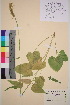  ( - TROM_V_127166_sg)  @11 [ ] CreativeCommons - Attribution Non-Commercial Share-Alike (2016) Unspecified Tromso University Museum