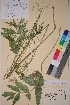  ( - TROM_V_127861_sg)  @11 [ ] CreativeCommons - Attribution Non-Commercial Share-Alike (2018) Unspecified Tromsø University Museum