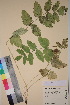  ( - TROM_V_127861_sg)  @11 [ ] CreativeCommons - Attribution Non-Commercial Share-Alike (2018) Unspecified Tromsø University Museum