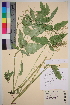  ( - TROM_V_127862_sg)  @11 [ ] CreativeCommons - Attribution Non-Commercial Share-Alike (2016) Unspecified Tromsø University Museum
