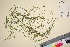  ( - TROM_V_13076_sg)  @11 [ ] CreativeCommons - Attribution Non-Commercial Share-Alike (2016) Unspecified Tromsø University Museum