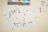  ( - TROM_V_13076_sg)  @11 [ ] CreativeCommons - Attribution Non-Commercial Share-Alike (2016) Unspecified Tromsø University Museum