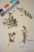  ( - TROM_V_131283_sg)  @11 [ ] CreativeCommons - Attribution Non-Commercial Share-Alike (2018) Unspecified Tromsø University Museum