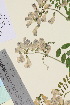 (Vicia sylvatica - TROM_V_131593_sg)  @11 [ ] CreativeCommons - Attribution Non-Commercial Share-Alike (2015) Unspecified Tromsø University Museum