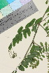 ( - TROM_V_131593_sg)  @11 [ ] CreativeCommons - Attribution Non-Commercial Share-Alike (2015) Unspecified Tromsø University Museum