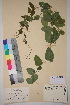  (Lathyrus - TROM_V_13238_sg)  @11 [ ] CreativeCommons - Attribution Non-Commercial Share-Alike (2018) Unspecified Tromsø University Museum