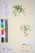  ( - TROM_V_133499_sg)  @11 [ ] CreativeCommons - Attribution Non-Commercial Share-Alike (2016) Unspecified Tromso University Museum
