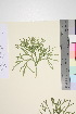  ( - TROM_V_133499_sg)  @11 [ ] CreativeCommons - Attribution Non-Commercial Share-Alike (2016) Unspecified Tromso University Museum