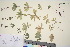  ( - TROM_V_133935_sg)  @11 [ ] CreativeCommons - Attribution Non-Commercial Share-Alike (2016) Unspecified Tromso University Museum