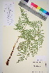  ( - TROM_V_133936_sg)  @11 [ ] CreativeCommons - Attribution Non-Commercial Share-Alike (2016) Unspecified Tromso University Museum