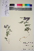  ( - TROM_V_133944_sg)  @11 [ ] CreativeCommons - Attribution Non-Commercial Share-Alike (2015) Unspecified Tromsø University Museum