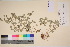  ( - TROM_V_13430_sg)  @11 [ ] CreativeCommons - Attribution Non-Commercial Share-Alike (2017) Unspecified Tromsø University Museum