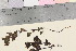  ( - TROM_V_134325_sg)  @11 [ ] CreativeCommons - Attribution Non-Commercial Share-Alike (2016) Unspecified Tromso University Museum