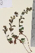  ( - TROM_V_134420_sg)  @11 [ ] CreativeCommons - Attribution Non-Commercial Share-Alike (2015) Unspecified Tromsø University Museum