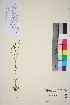  ( - TROM_V_134584_sg)  @11 [ ] CreativeCommons - Attribution Non-Commercial Share-Alike (2016) Unspecified Tromso University Museum