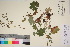 (Alchemilla semidivisa - TROM_V_134729_sg)  @11 [ ] CreativeCommons - Attribution Non-Commercial Share-Alike (2017) Unspecified Tromsø University Museum