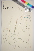  ( - TROM_V_135193_sg)  @11 [ ] CreativeCommons - Attribution Non-Commercial Share-Alike (2017) Unspecified Tromsø University Museum