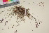  (Poa pratensis colpodea - TROM_V_135363_sg)  @11 [ ] CreativeCommons - Attribution Non-Commercial Share-Alike (2017) Unspecified Tromsø University Museum