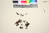  (Castilleja arctica - TROM_V_135631_sg)  @11 [ ] by-nc-sa (2016) Unspecified Tromsø University Museum