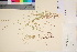  (Carex trisperma - TROM_V_135697_sg)  @11 [ ] CreativeCommons - Attribution Non-Commercial Share-Alike (2017) Unspecified Tromsø University Museum
