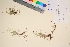  (Carex supina - TROM_V_135698_sg)  @11 [ ] CreativeCommons - Attribution Non-Commercial Share-Alike (2017) Unspecified Tromsø University Museum