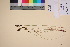  (Carex gmelinii - TROM_V_135714_sg)  @11 [ ] by-nc-sa (2016) Unspecified Tromsø University Museum
