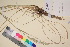  (Elymus mollis - TROM_V_135728_sg)  @11 [ ] CreativeCommons - Attribution Non-Commercial Share-Alike (2017) Unspecified Tromsø University Museum