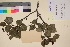  (Alnus crispa - TROM_V_135739_sg)  @11 [ ] CreativeCommons - Attribution Non-Commercial Share-Alike (2017) Unspecified Tromsø University Museum