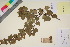  ( - TROM_V_135759_sg)  @11 [ ] CreativeCommons - Attribution Non-Commercial Share-Alike (2017) Unspecified Tromsø University Museum