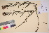  (Castilleja unalaschcensis - TROM_V_135766_sg)  @11 [ ] CreativeCommons - Attribution Non-Commercial Share-Alike (2017) Unspecified Tromsø University Museum