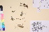 ( - TROM_V_135786_sg)  @11 [ ] CreativeCommons - Attribution Non-Commercial Share-Alike (2017) Unspecified Tromsø University Museum