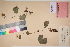  (Parageum - TROM_V_135810_sg)  @11 [ ] CreativeCommons - Attribution Non-Commercial Share-Alike (2017) Unspecified Tromsø University Museum