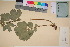  ( - TROM_V_135811_sg)  @11 [ ] CreativeCommons - Attribution Non-Commercial Share-Alike (2017) Unspecified Tromsø University Museum