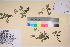  ( - TROM_V_135812_sg)  @11 [ ] CreativeCommons - Attribution Non-Commercial Share-Alike (2017) Unspecified Tromsø University Museum