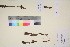  (Lagotis glauca lanceolata - TROM_V_135816_sg)  @11 [ ] CreativeCommons - Attribution Non-Commercial Share-Alike (2017) Unspecified Tromsø University Museum