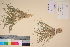  ( - TROM_V_135854_sg)  @11 [ ] CreativeCommons - Attribution Non-Commercial Share-Alike (2017) Unspecified Tromsø University Museum