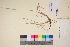  (Elymus trachycaulus - TROM_V_135866_sg)  @11 [ ] CreativeCommons - Attribution Non-Commercial Share-Alike (2017) Unspecified Tromsø University Museum