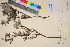  ( - TROM_V_135897_sg)  @11 [ ] CreativeCommons - Attribution Non-Commercial Share-Alike (2017) Unspecified Tromsø University Museum