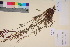  (Rumex acetosella arenicola - TROM_V_135905_sg)  @11 [ ] CreativeCommons - Attribution Non-Commercial Share-Alike (2017) Unspecified Tromsø University Museum