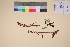  ( - TROM_V_135906_sg)  @11 [ ] CreativeCommons - Attribution Non-Commercial Share-Alike (2017) Unspecified Tromsø University Museum