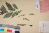  ( - TROM_V_135910_sg)  @11 [ ] CreativeCommons - Attribution Non-Commercial Share-Alike (2017) Unspecified Tromsø University Museum