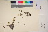  ( - TROM_V_135920_sg)  @11 [ ] CreativeCommons - Attribution Non-Commercial Share-Alike (2017) Unspecified Tromsø University Museum