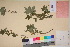  ( - TROM_V_135930_sg)  @11 [ ] CreativeCommons - Attribution Non-Commercial Share-Alike (2017) Unspecified Tromsø University Museum
